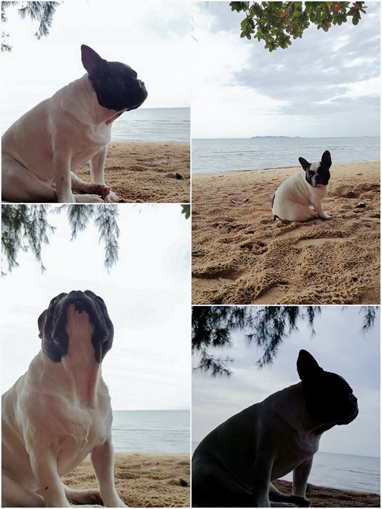 บางสะพาน 