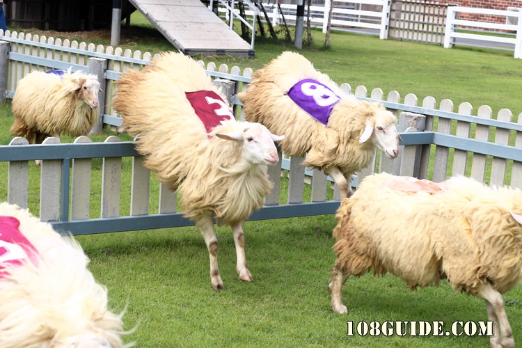 Swiss sheep farm Pattaya 