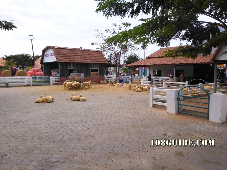 Swiss sheep farm Pattaya 