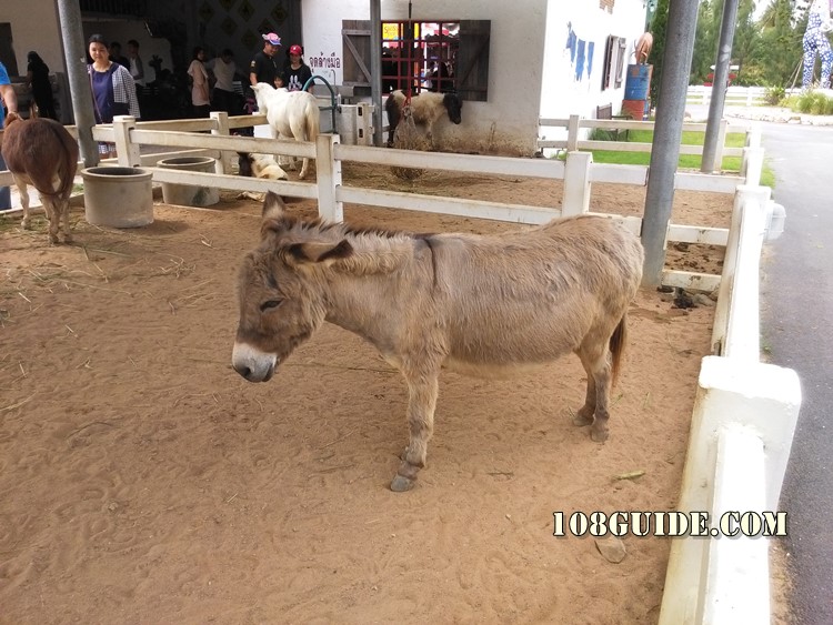 Swiss sheep farm Pattaya 